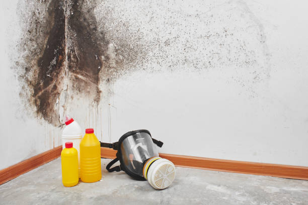 Best Mold Damage Repair  in Centreville, MS
