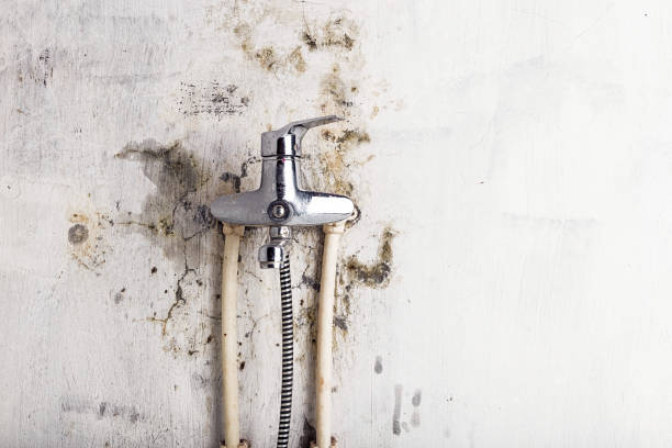 Professional Mold Removal in Centreville, MS