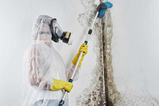 Mold Testing and Removal in Centreville, MS