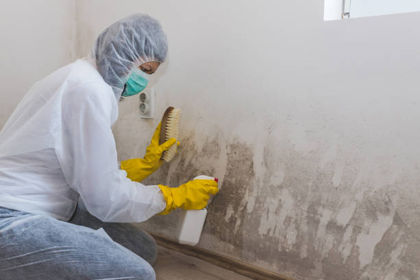 Best Emergency Mold Removal  in Centreville, MS