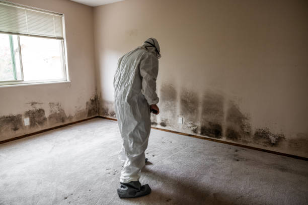 Home Mold Removal in Centreville, MS