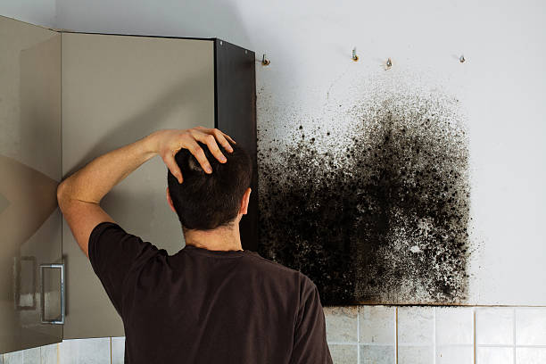 Attic Mold Removal in Centreville, MS