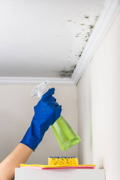Best Local Mold Removal Service  in Centreville, MS